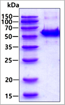 product-image-AAA11804_SDS_PAGE.jpg