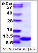 product-image-AAA11807_SDS_PAGE.jpg