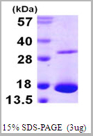 product-image-AAA11808_SDS_PAGE.jpg