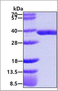 product-image-AAA11813_SDS_PAGE.png