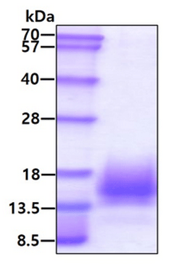 product-image-AAA11819_SDS_PAGE.jpg