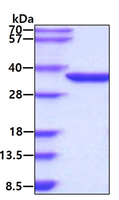 product-image-AAA11834_SDS_PAGE.jpg