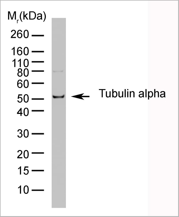 product-image-AAA12232_APP3.jpg
