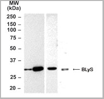 product-image-AAA12314_WB2.jpg