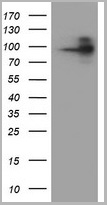 product-image-AAA12376_WB3.jpg
