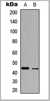product-image-AAA12380_WB2.jpg