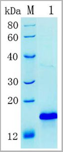 product-image-AAA13290_SDS_PAGE.jpg