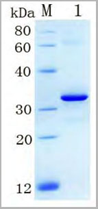 product-image-AAA13291_SDS_PAGE.jpg
