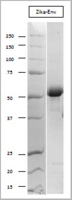 product-image-AAA13452_SDS_PAGE.jpg