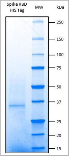 product-image-AAA13473_SDS_PAGE.jpg