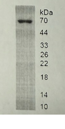 product-image-AAA135476_SDS.png