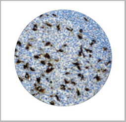 product-image-AAA13556_IHC3.jpg