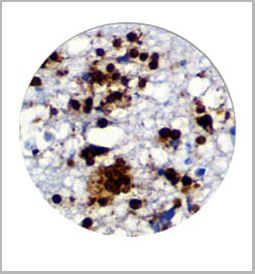 product-image-AAA13574_IHC2.jpg
