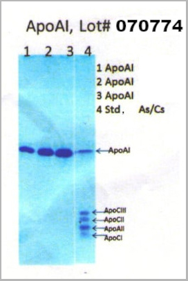 product-image-AAA13605_SDS_PAGE.jpg