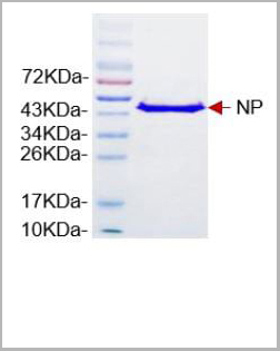 product-image-AAA13610_SDS_PAGE.jpg