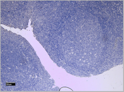 product-image-AAA13654_IHC3.jpg