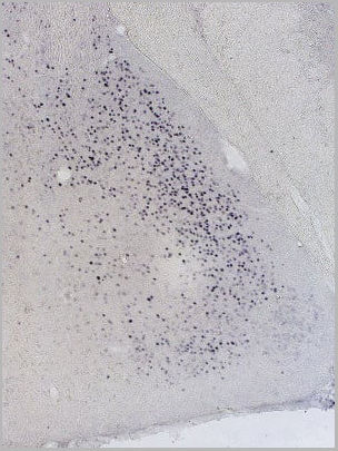 product-image-AAA13656_IS8.jpg