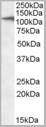 product-image-AAA13667_WB.jpg
