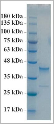 product-image-AAA13702_SDS_PAGE.jpg