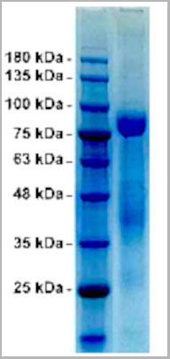 product-image-AAA13704_SDS_PAGE2.jpg