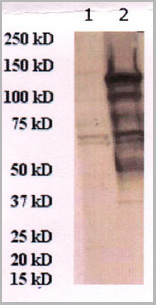 product-image-AAA13725_WB.jpg