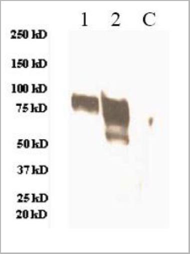 product-image-AAA13730_WB.jpg