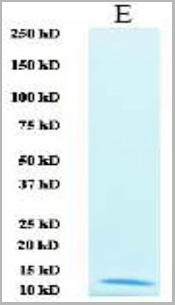 product-image-AAA13741_SDS_PAGE.jpg