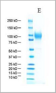 product-image-AAA13743_SDS_PAGE.jpg