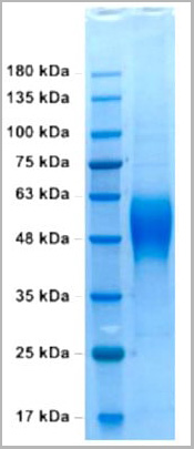 product-image-AAA13748_SDS_PAGE.jpg