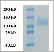 product-image-AAA13754_SDS_PAGE.jpg
