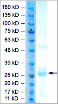 product-image-AAA13759_SDS_PAGE.jpg