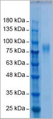 product-image-AAA13765_SDS_PAGE.jpg