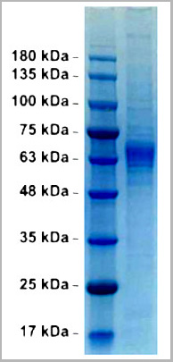 product-image-AAA13767_SDS_PAGE.jpg