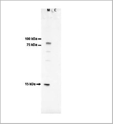 product-image-AAA13777_SDS_PAGE.jpg