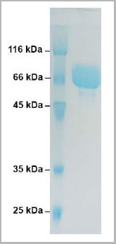 product-image-AAA13779_SDS_PAGE.jpg