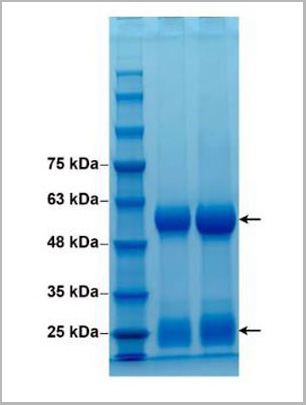 product-image-AAA13787_SDS_PAGE2.jpg