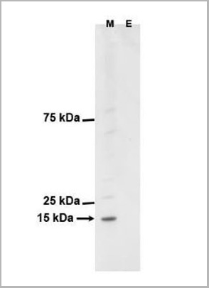 product-image-AAA13787_WB.jpg
