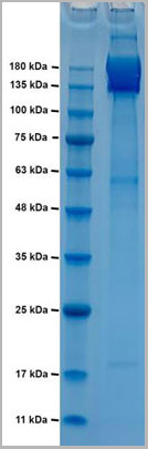 product-image-AAA13788_SDS_PAGE.jpg