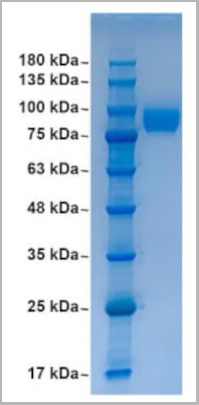product-image-AAA13790_SDS_PAGE.jpg