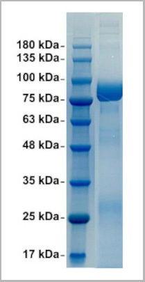 product-image-AAA13794_SDS_PAGE.jpg