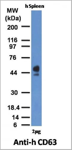 product-image-AAA13803_WB4.jpg