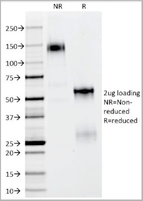 product-image-AAA13805_SDS_PAGE4.jpg