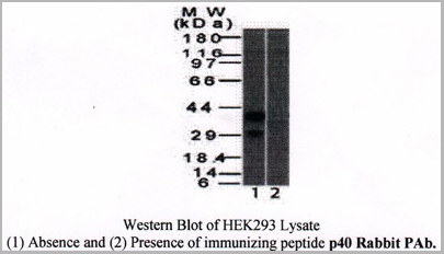 product-image-AAA13805_WB3.jpg
