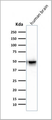 product-image-AAA13808_WB2.jpg