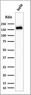 product-image-AAA13811_WB4.jpg