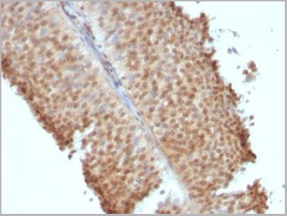 product-image-AAA13814_IHC5.jpg