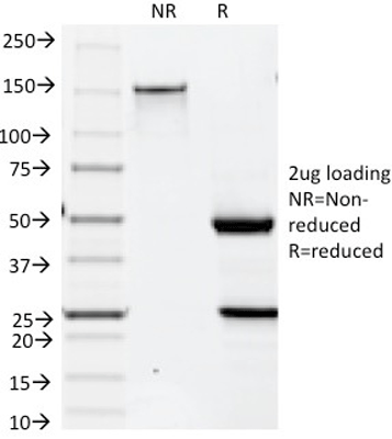 product-image-AAA13816_SDS_PAGE6.jpg