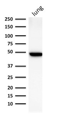 product-image-AAA13816_WB2.jpg