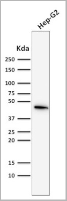 product-image-AAA13816_WB3.jpg