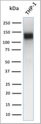 product-image-AAA13818_WB.jpg